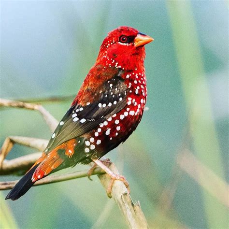 strawberry finch figgerits|Strawberry finch [ Figgerits Answers ] .